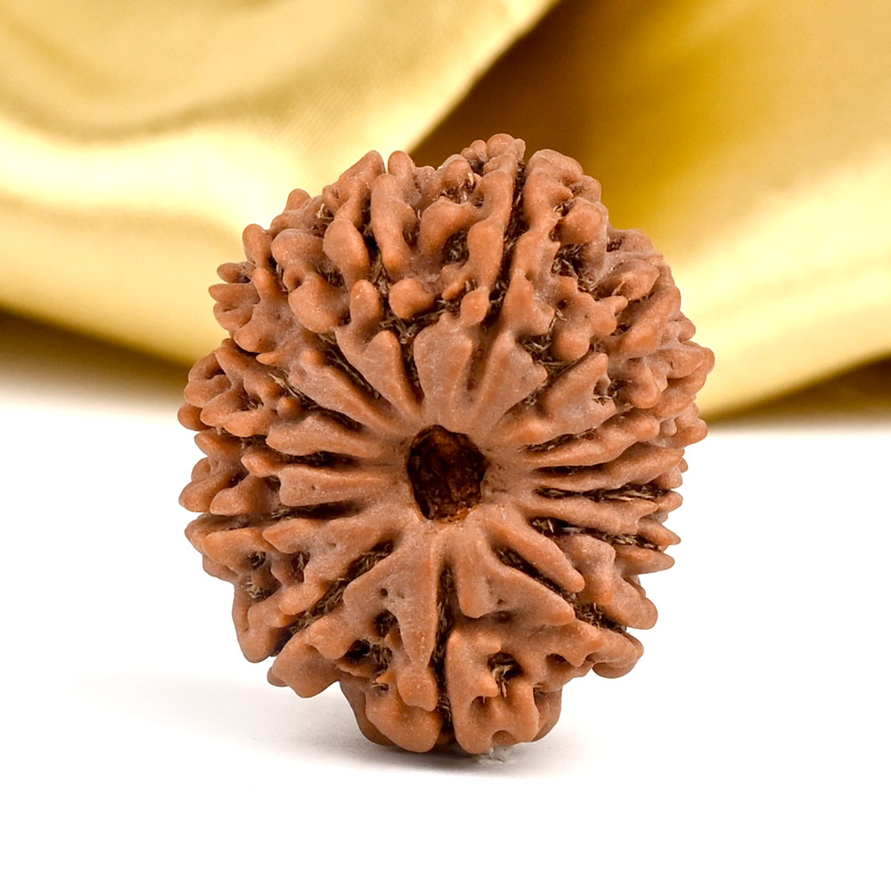 14 Mukhi from Nepal - CCXXI