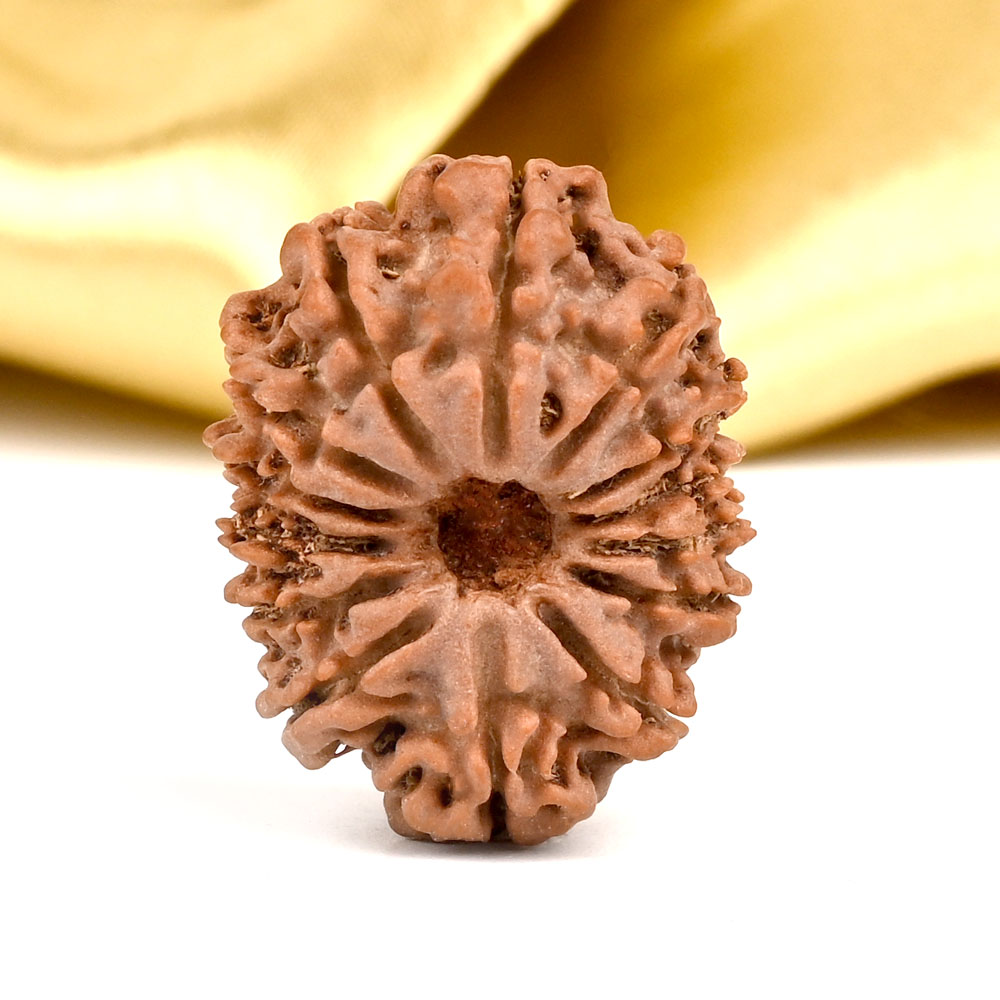 14 Mukhi from Nepal - CCXXII
