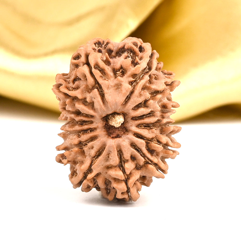 Collector 14 Mukhi from Nepal - XCII