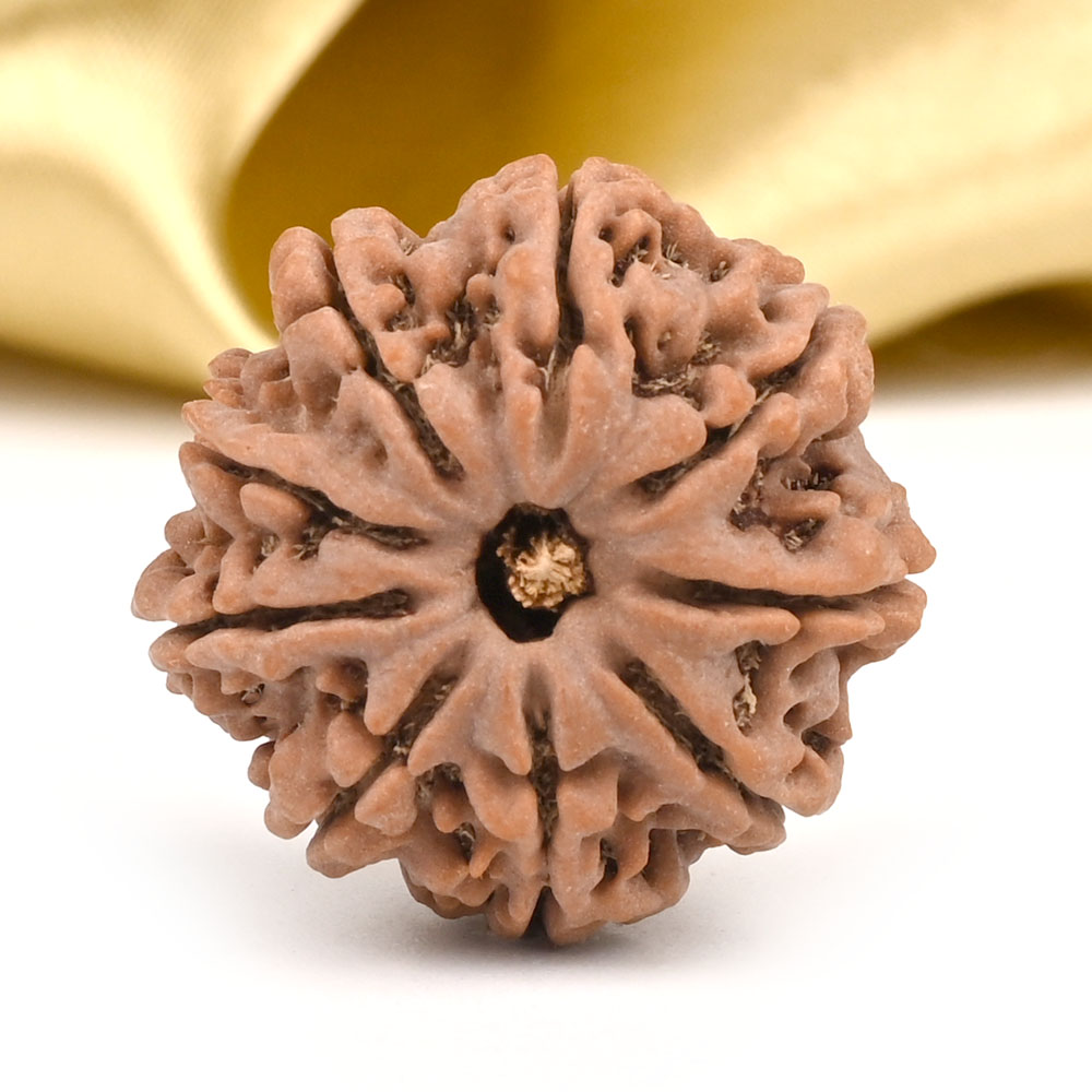 9 Mukhi from Nepal - DLXXXVI