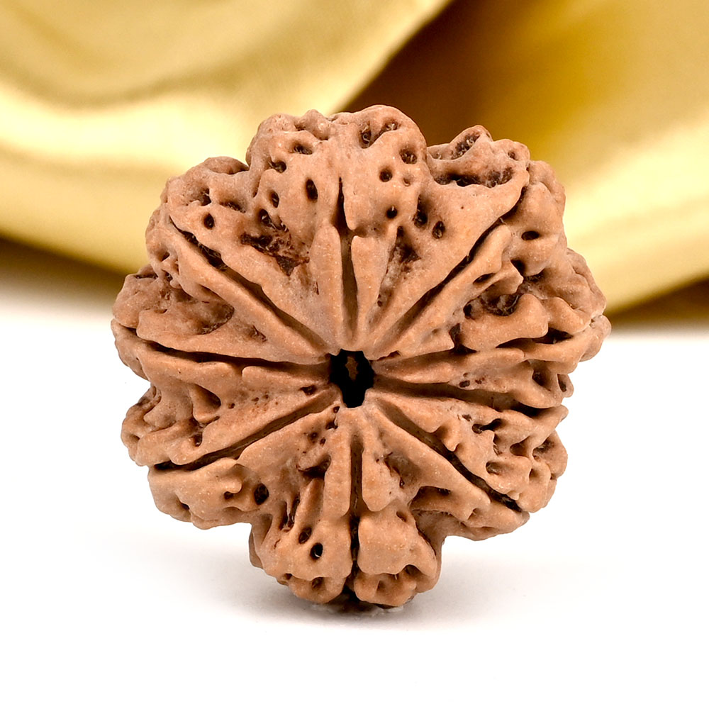 Collector 9 Mukhi from Nepal - CCXVI