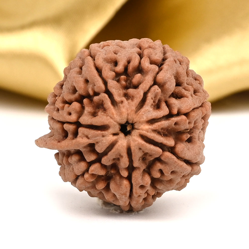 Super Collector Ganesh Rudraksha 7 Mukhi from Nepal - III