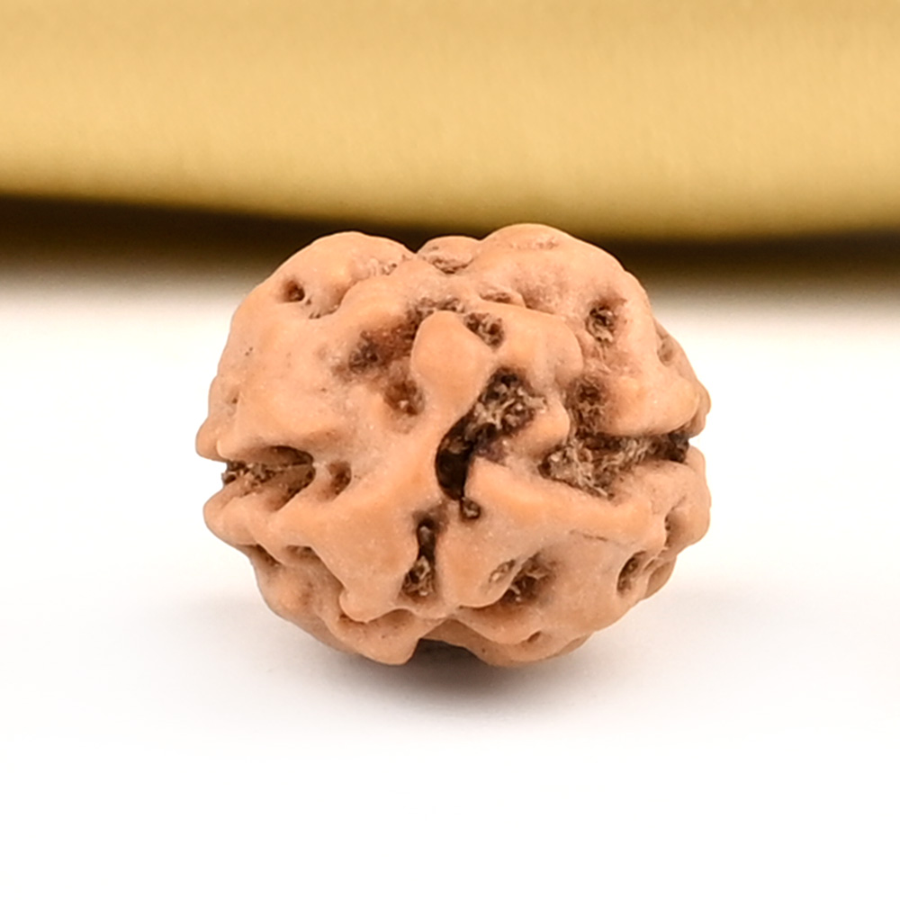 2 Mukhi from Java Indonesia Large - XVIII