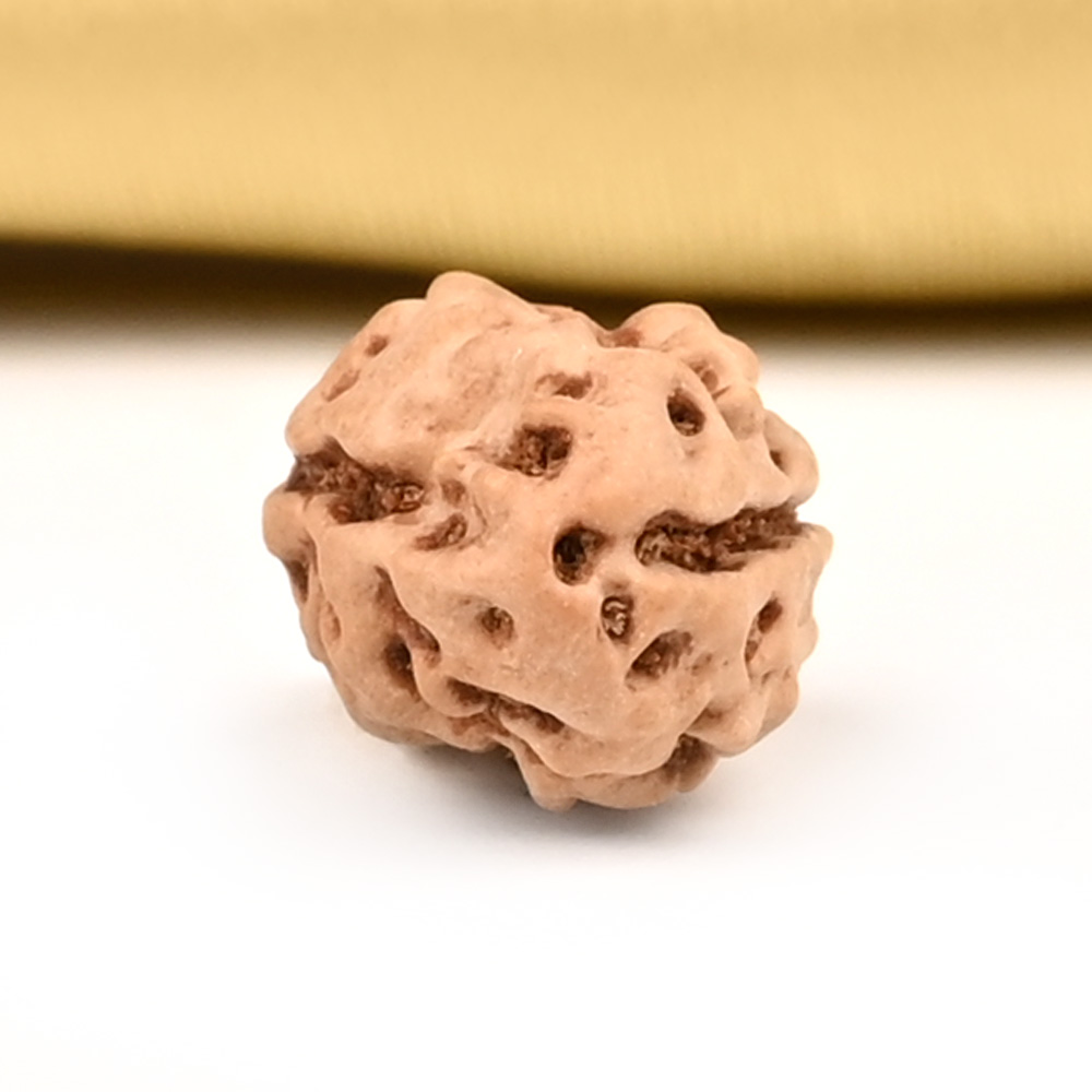 2 Mukhi from Java Indonesia Large - XIX