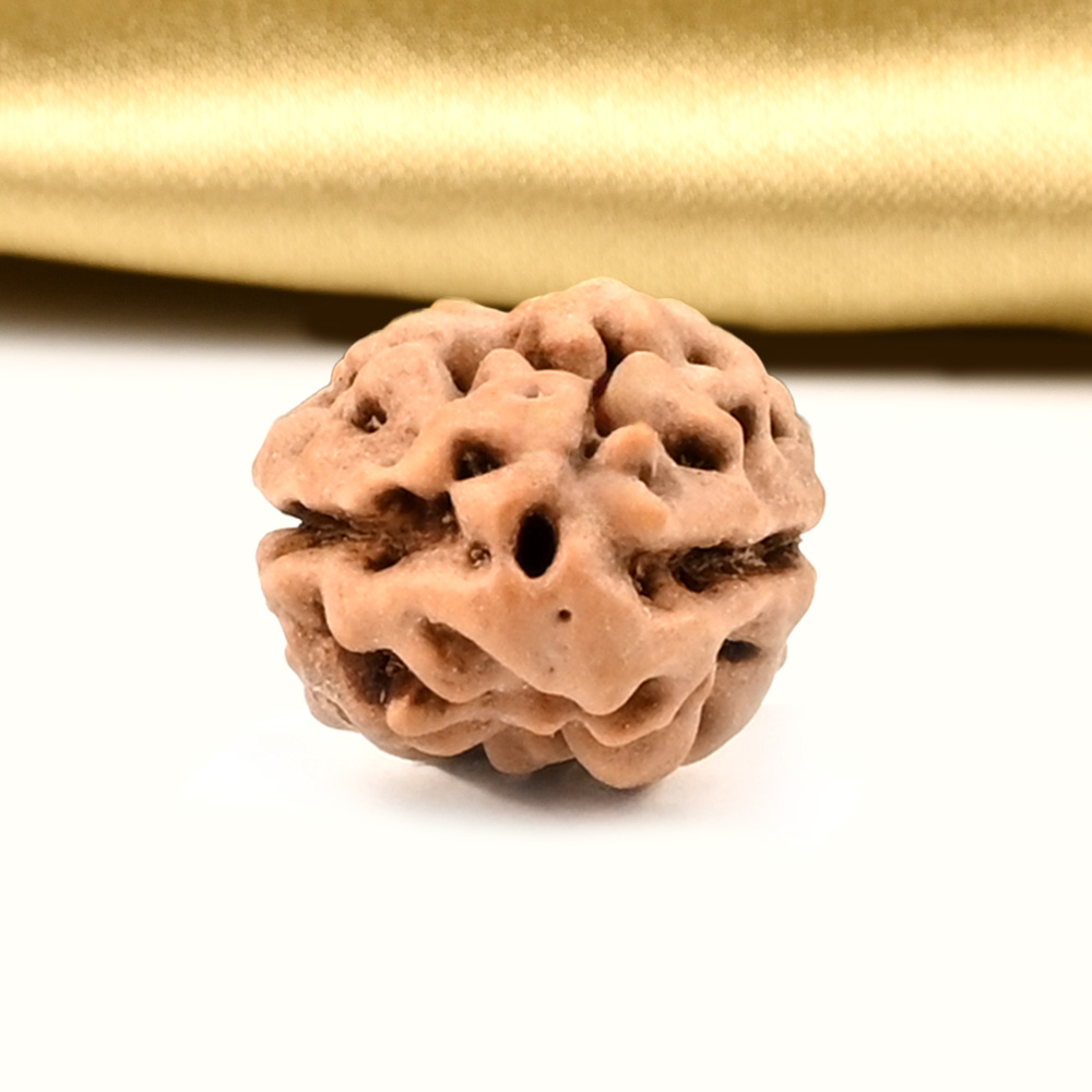 2 Mukhi from Java Indonesia Large - XXIV