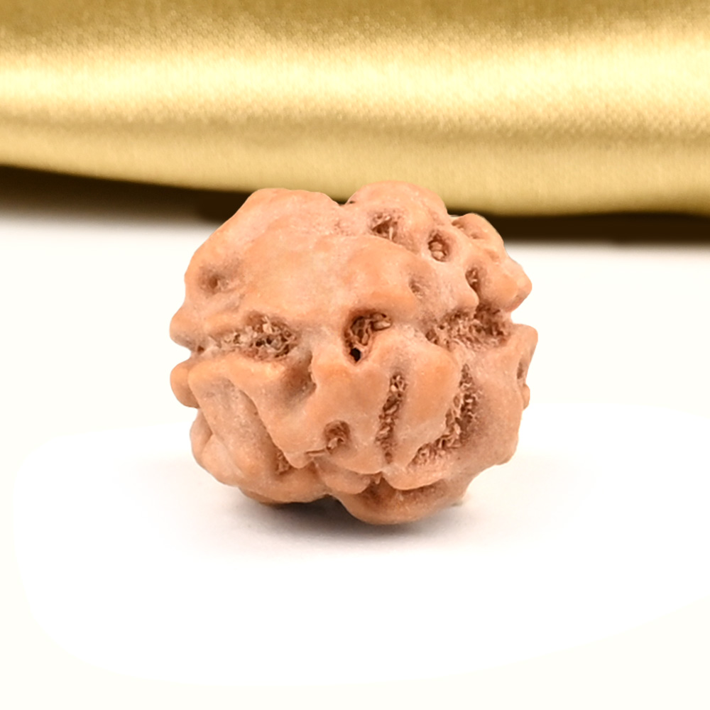 2 Mukhi from Java Indonesia Large - XXV