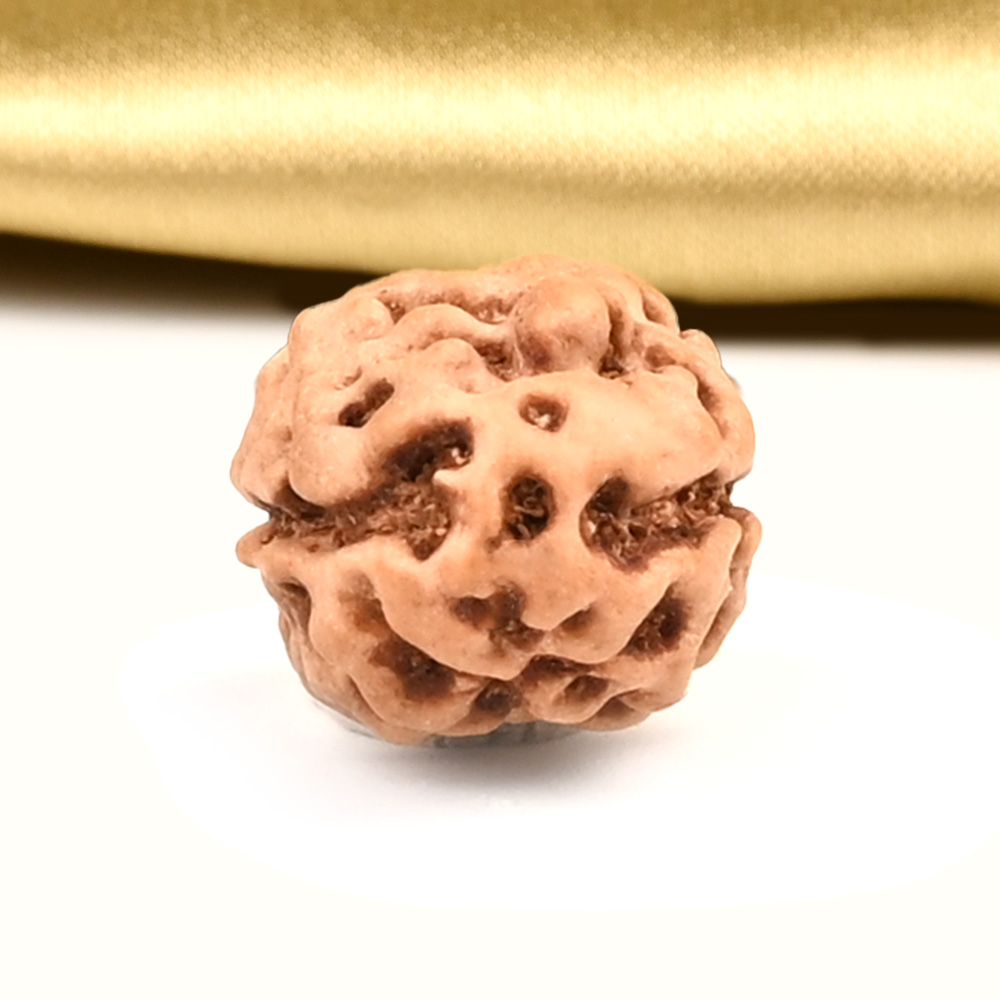 Collector 2 Mukhi from Java Indonesia - CLXXXII