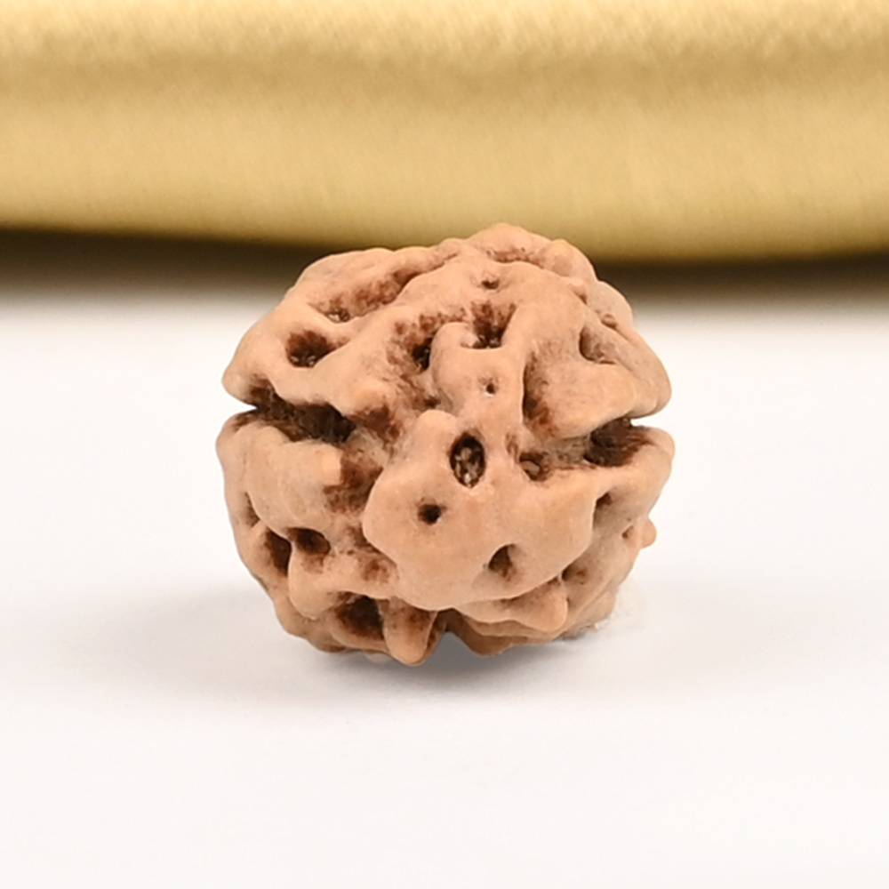 Collector 2 Mukhi from Java Indonesia - CLXXXIII