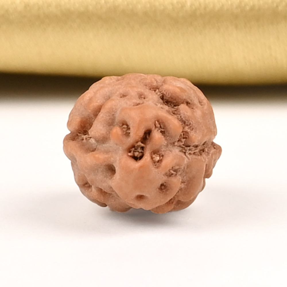 Collector 2 Mukhi from Java Indonesia - CLXXXV