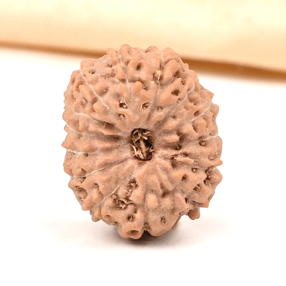 14 Mukhi from Java Indonesia Small - CDVI