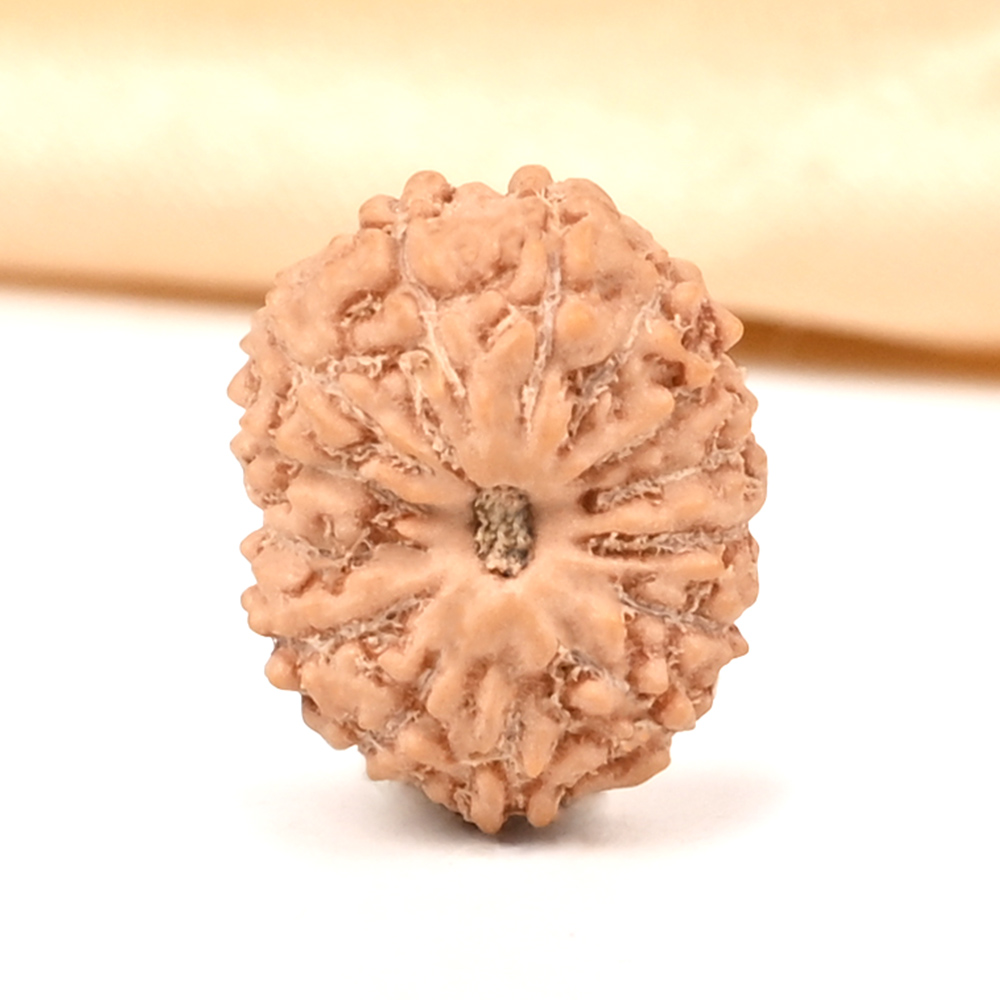 14 Mukhi from Java Indonesia Small - CDVII