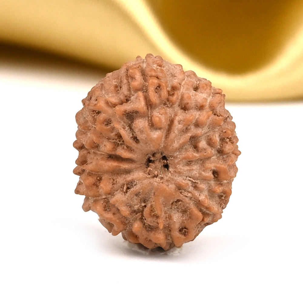 14 Mukhi from Java Indonesia Small - CDVIII