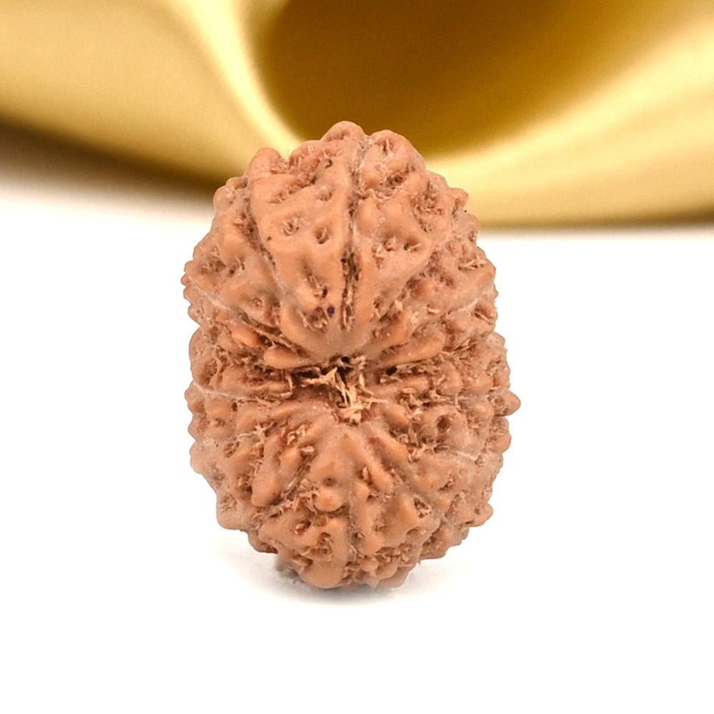 14 Mukhi from Java Indonesia Small - CDIX