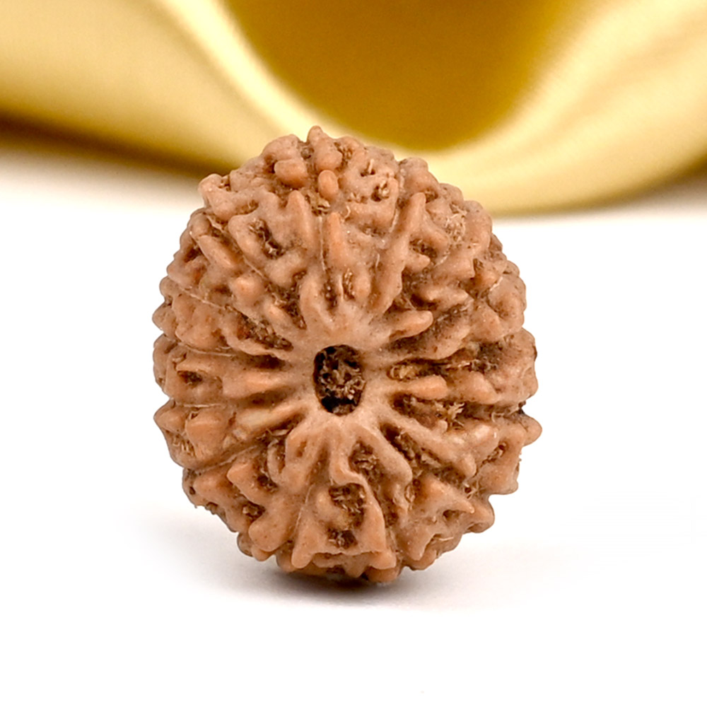 14 Mukhi from Java Indonesia Small - CDXIV