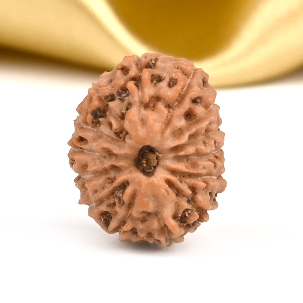 14 Mukhi from Java Indonesia Small - CCCXCIV