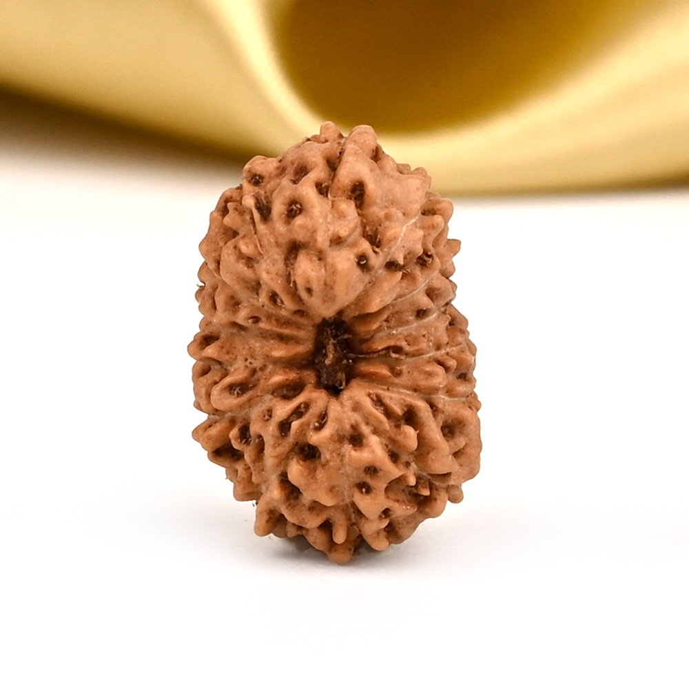 14 Mukhi from Java Indonesia Small - CCCXCV