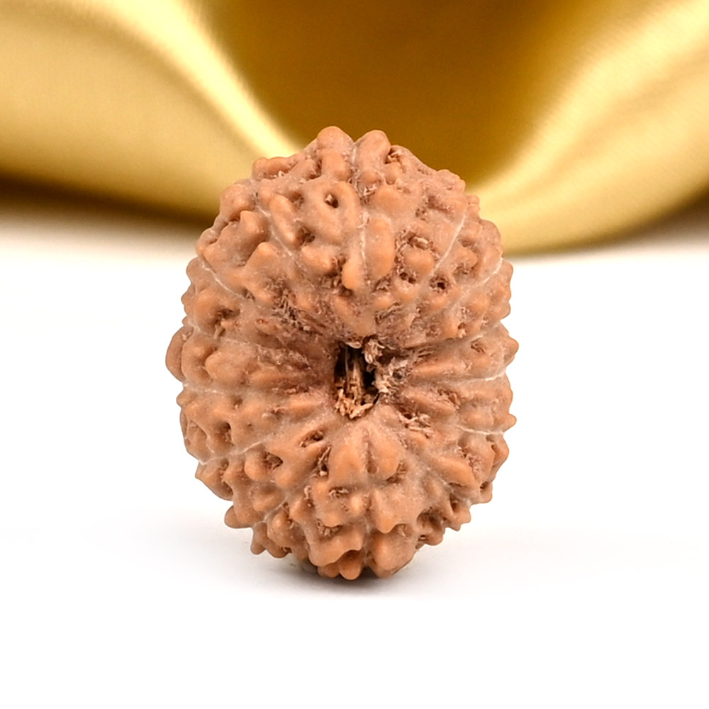 14 Mukhi from Java Indonesia Small - CCCXCVI