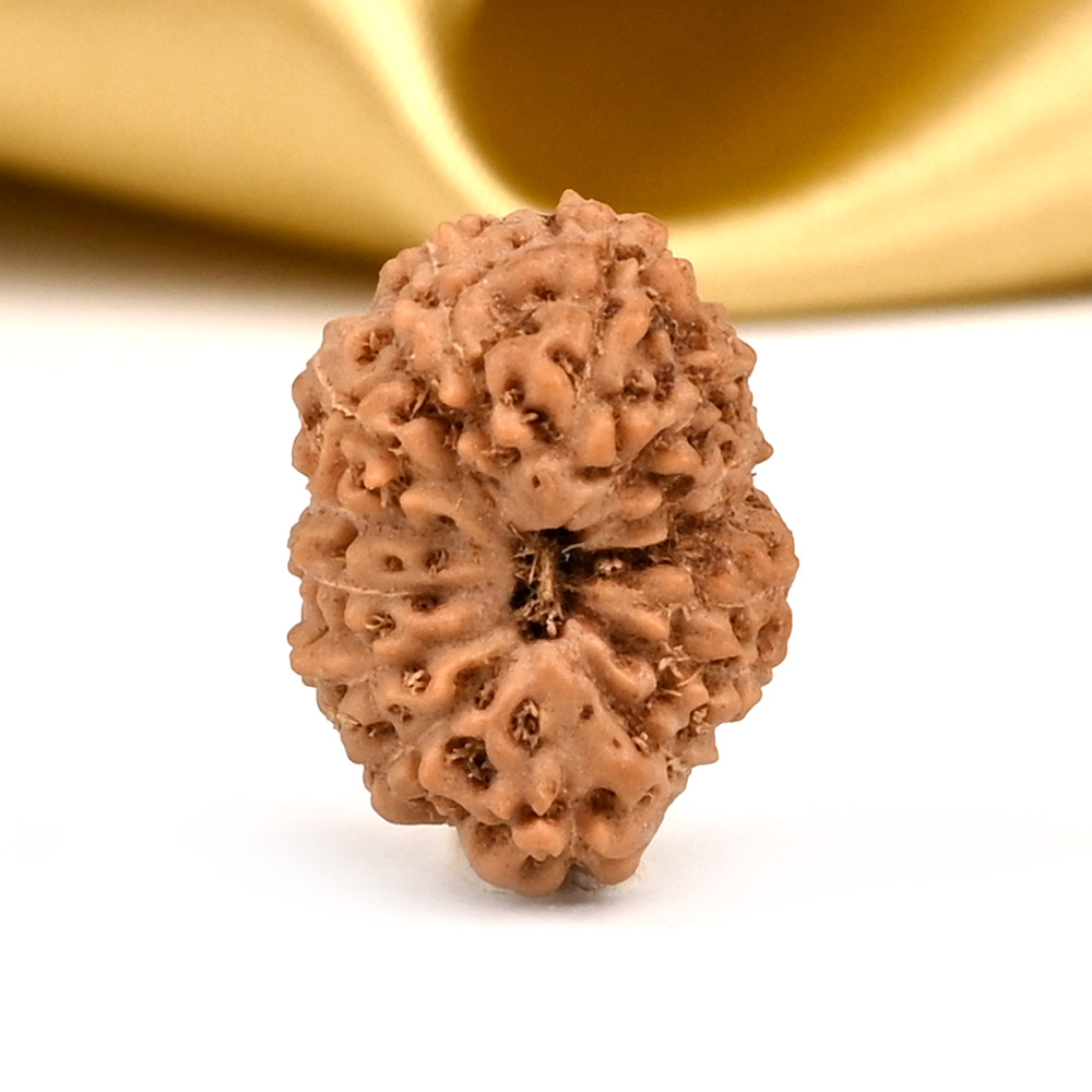 14 Mukhi from Java Indonesia Small - CCCXCVII