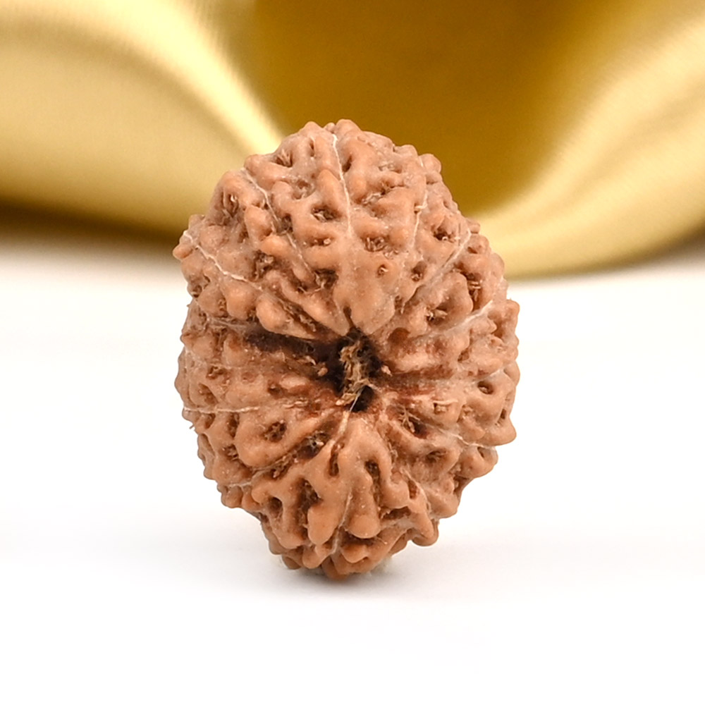 14 Mukhi from Java Indonesia Small - CCCXCIX