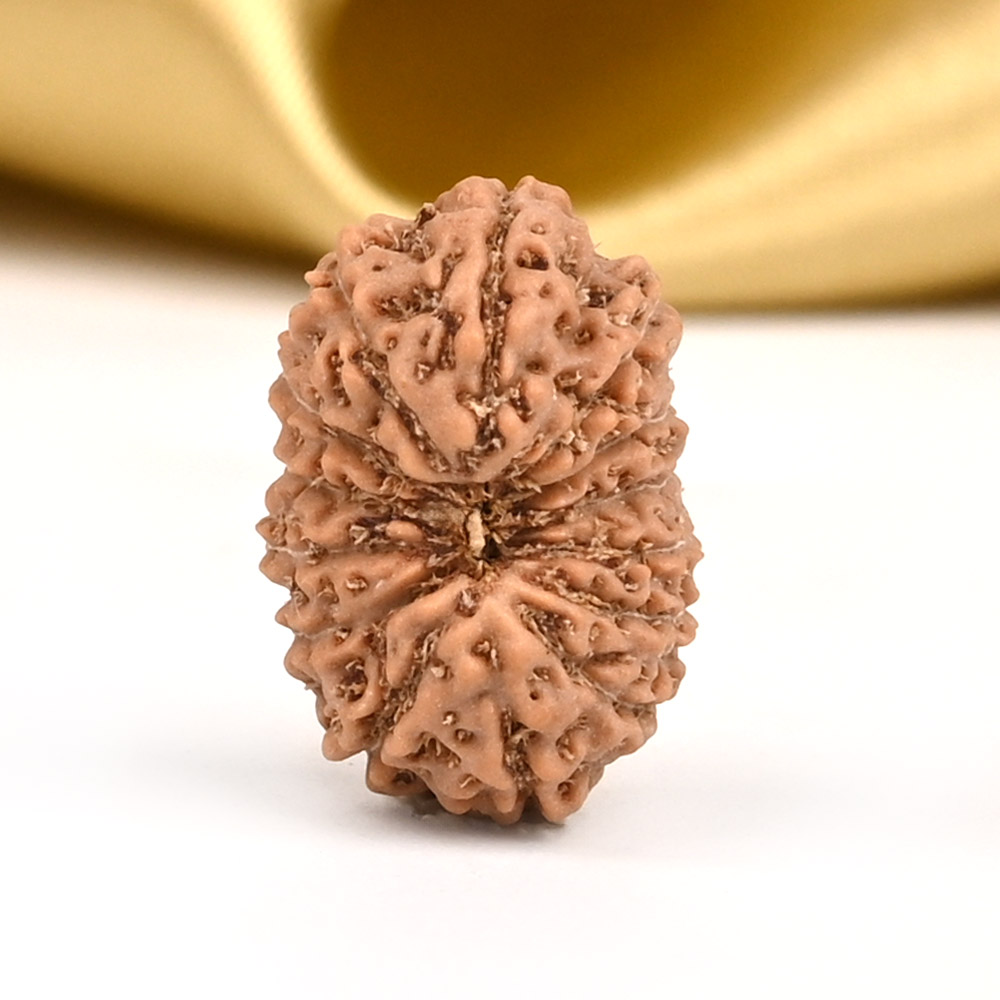 14 Mukhi from Java Indonesia Small - CDI