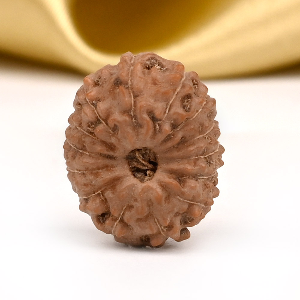 14 Mukhi from Java Indonesia Small - CDII