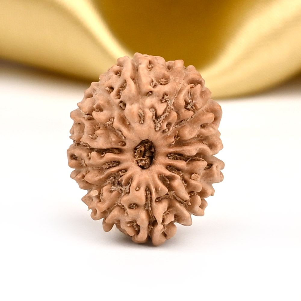 14 Mukhi from Java Indonesia Small - CDIII