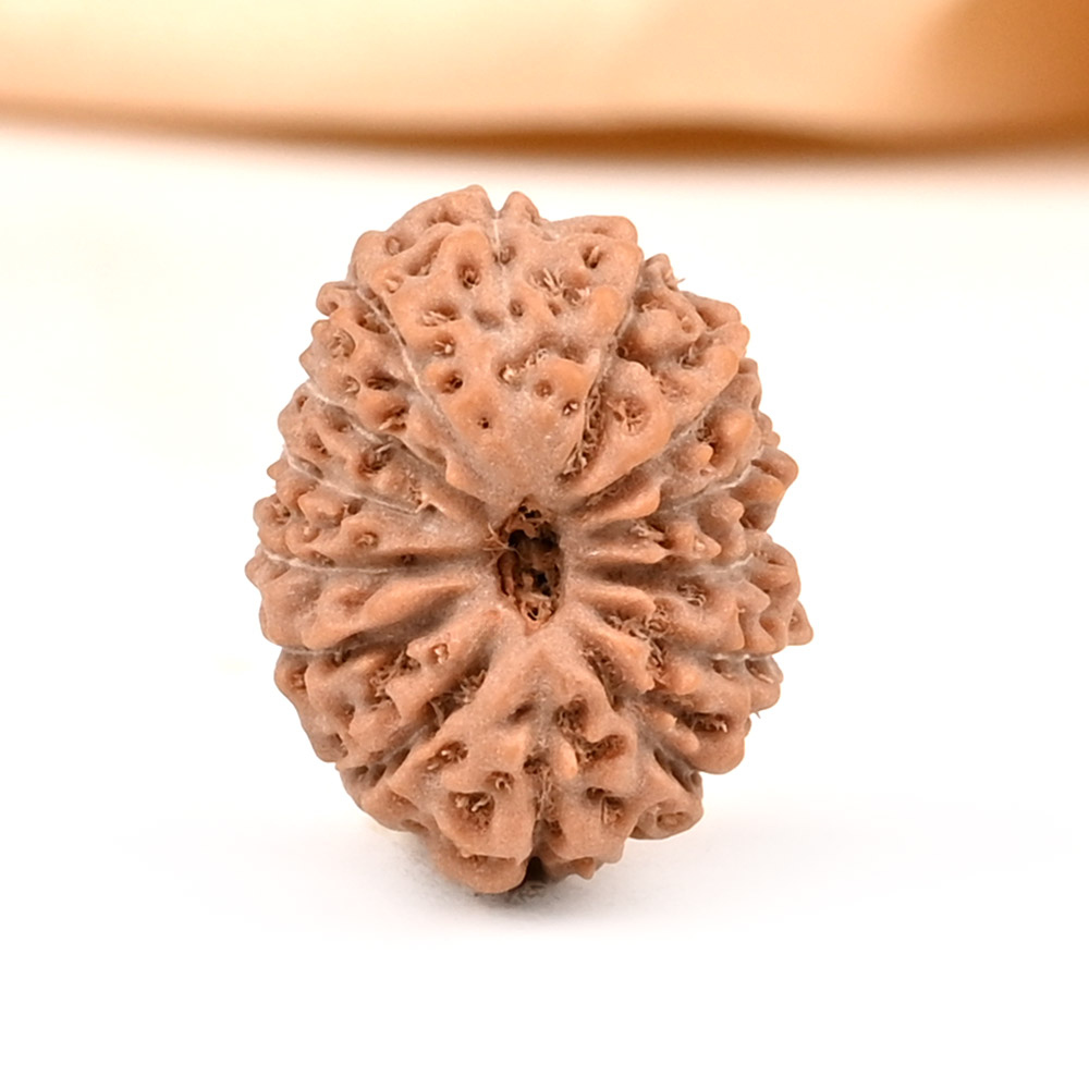 14 Mukhi from Java Indonesia - CXLIX