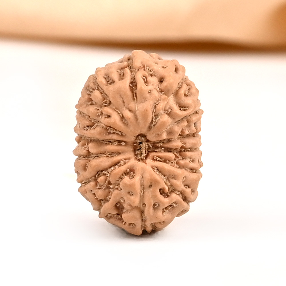 14 Mukhi from Java Indonesia - CL