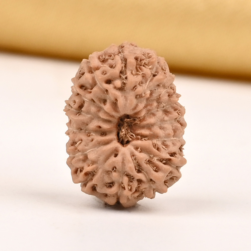 15 Mukhi from Java Indonesia Small - CCLX