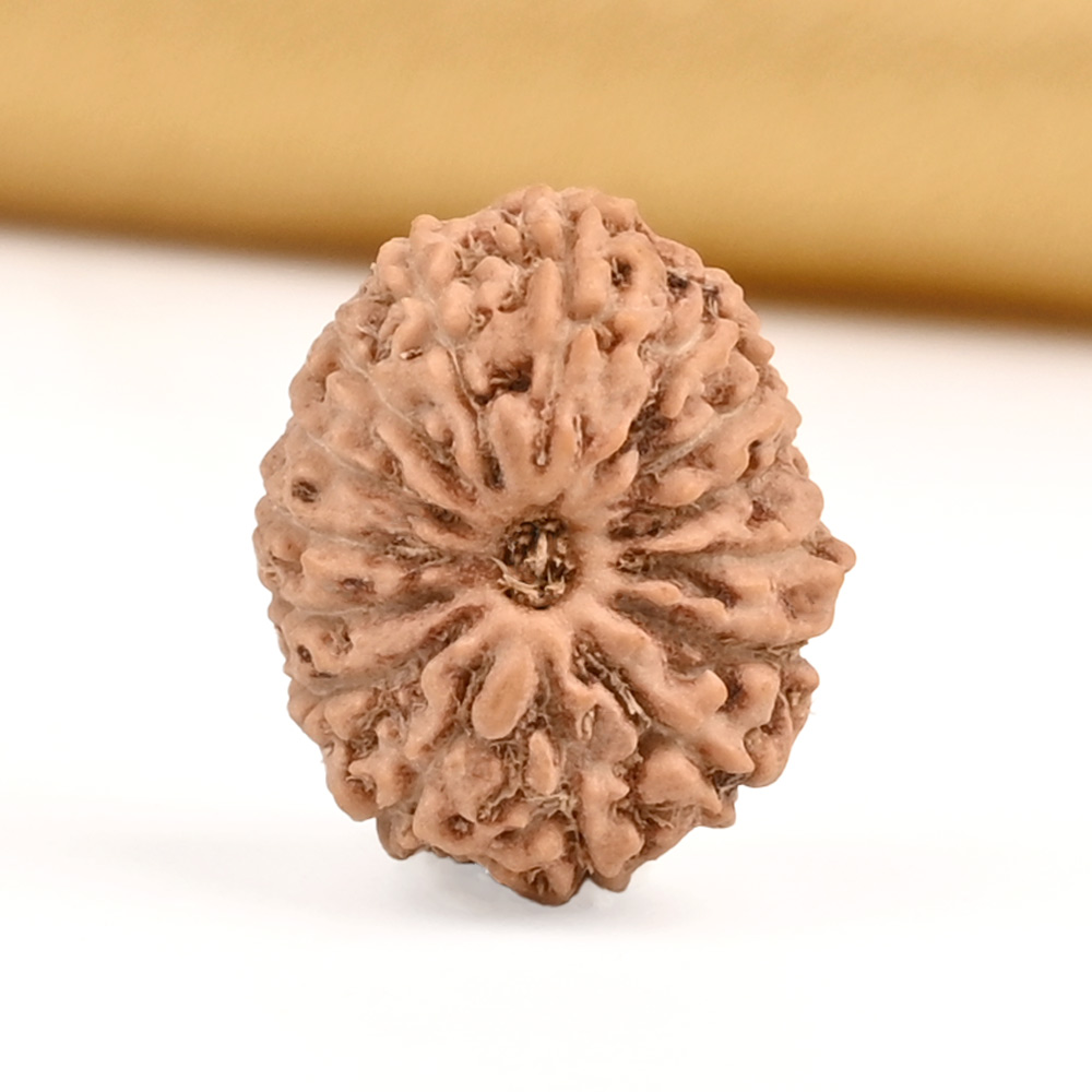 15 Mukhi from Java Indonesia Small - CCLXI