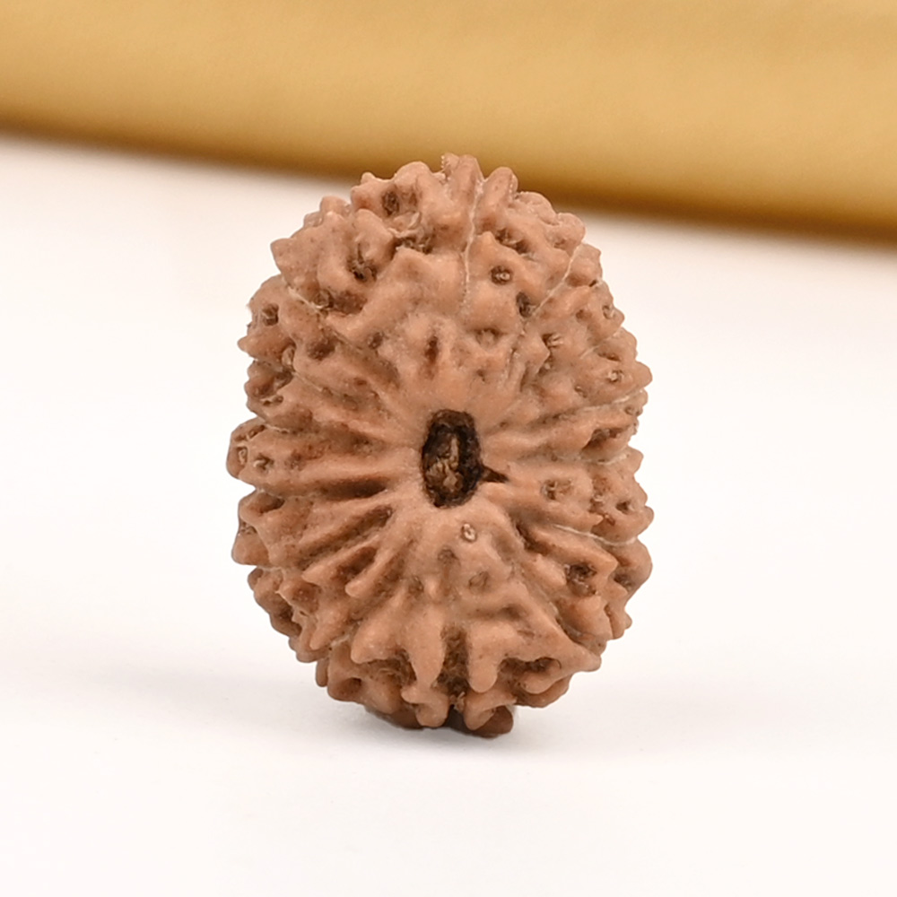 15 Mukhi from Java Indonesia Small - CCLXII