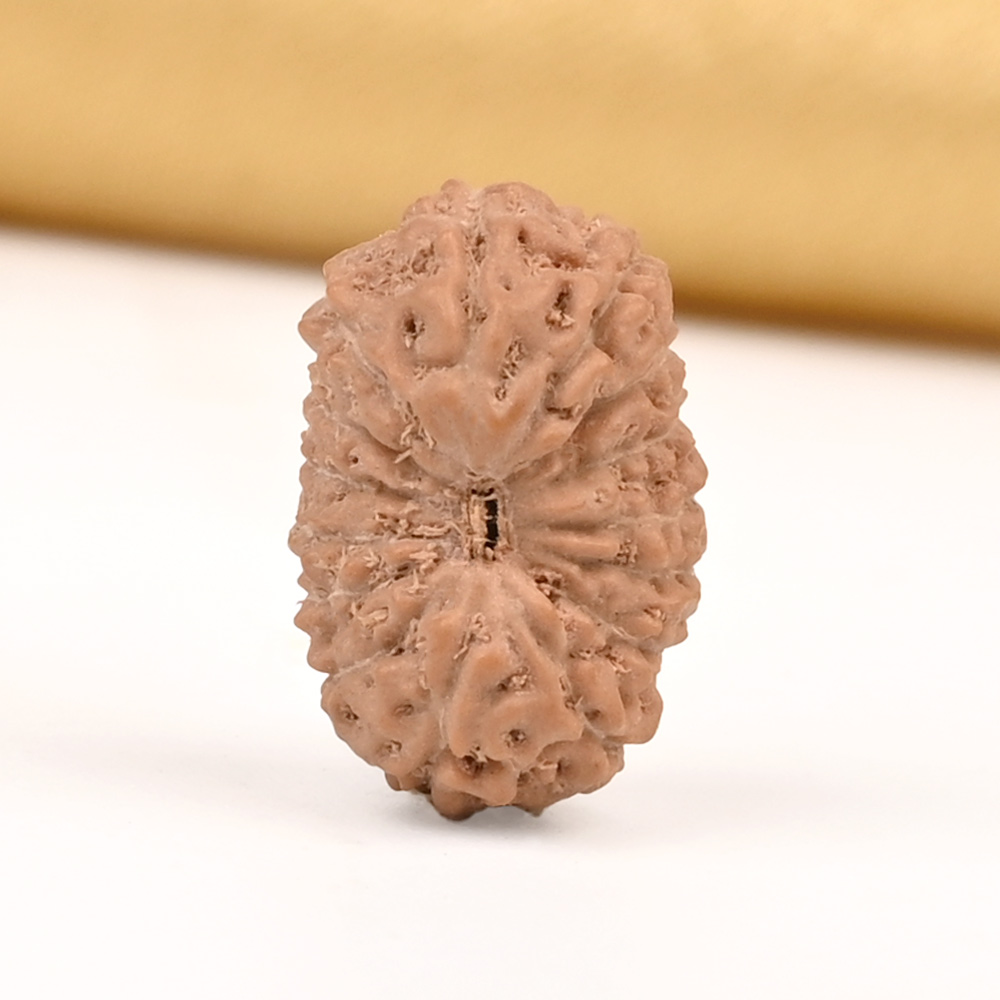 15 Mukhi from Java Indonesia Small - CCLXIII