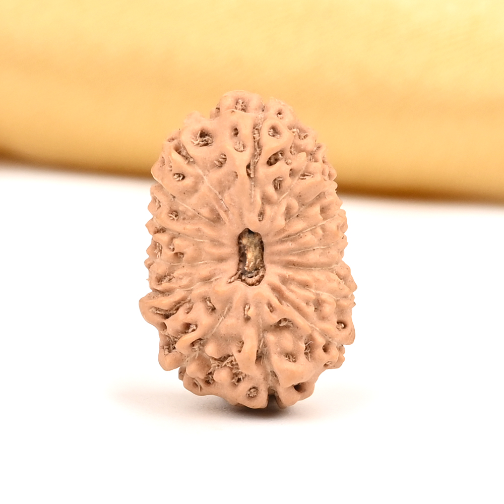 15 Mukhi from Java Indonesia Large - CXXX