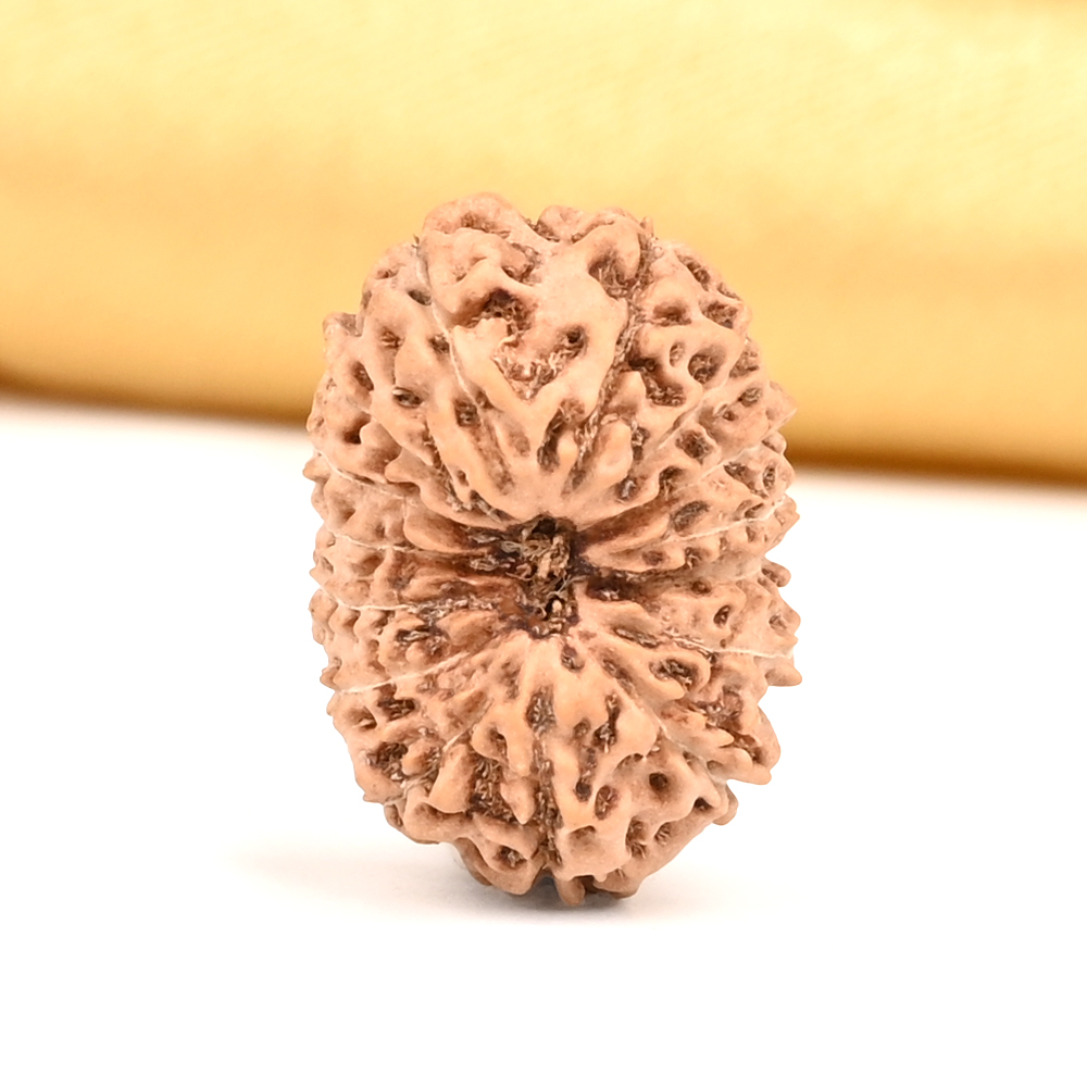 15 Mukhi from Java Indonesia Large - CXXXI