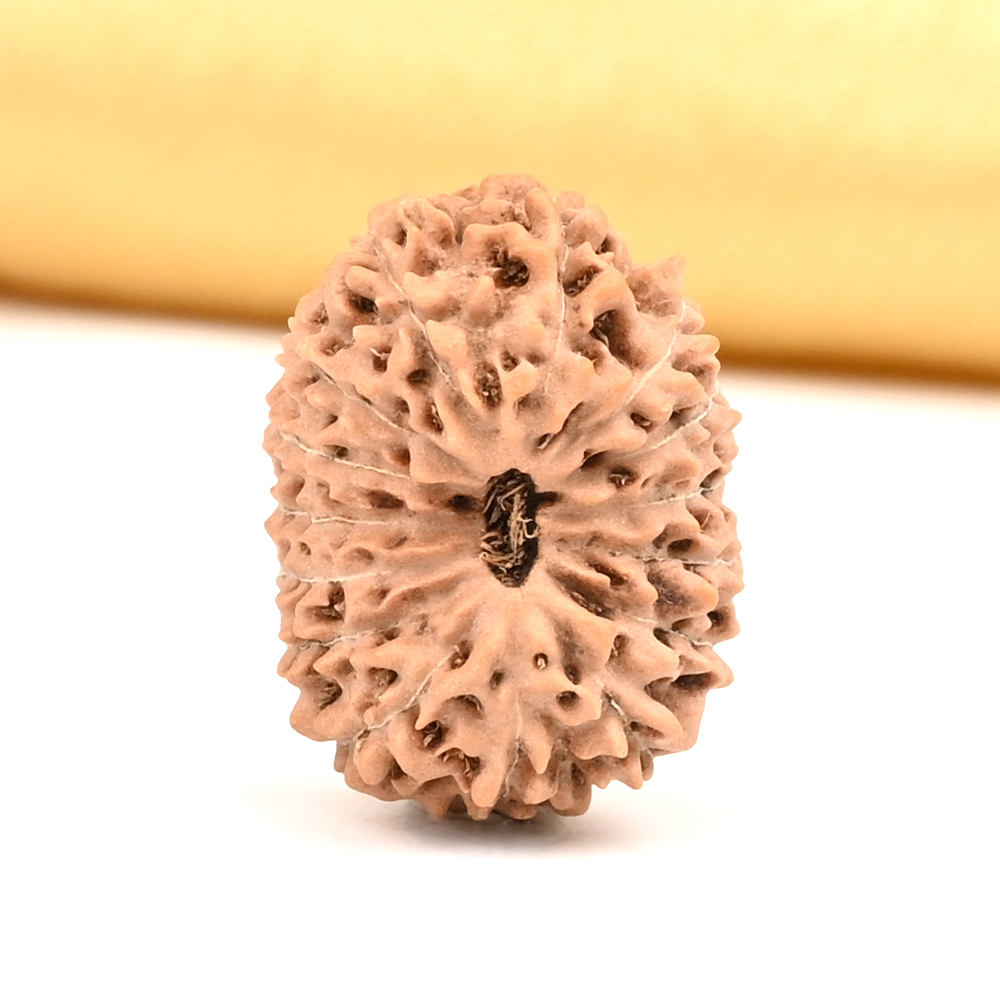 15 Mukhi from Java Indonesia Large - CXXXIII