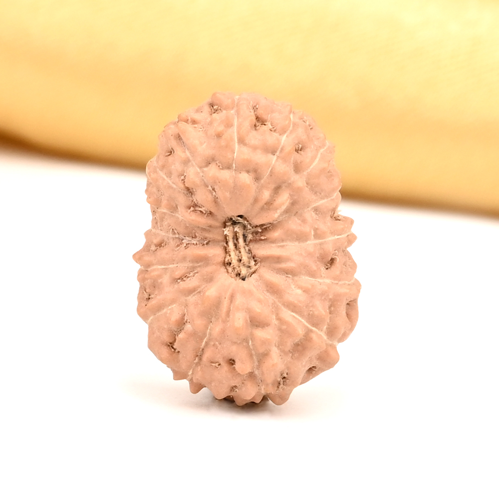 Collector 15 Mukhi from Java Indonesia - CX