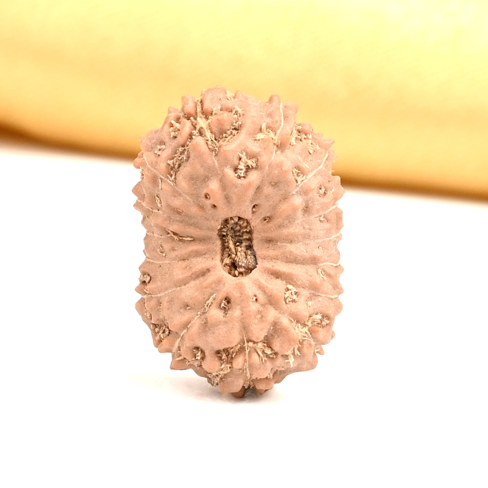 Collector 15 Mukhi from Java Indonesia - CXI