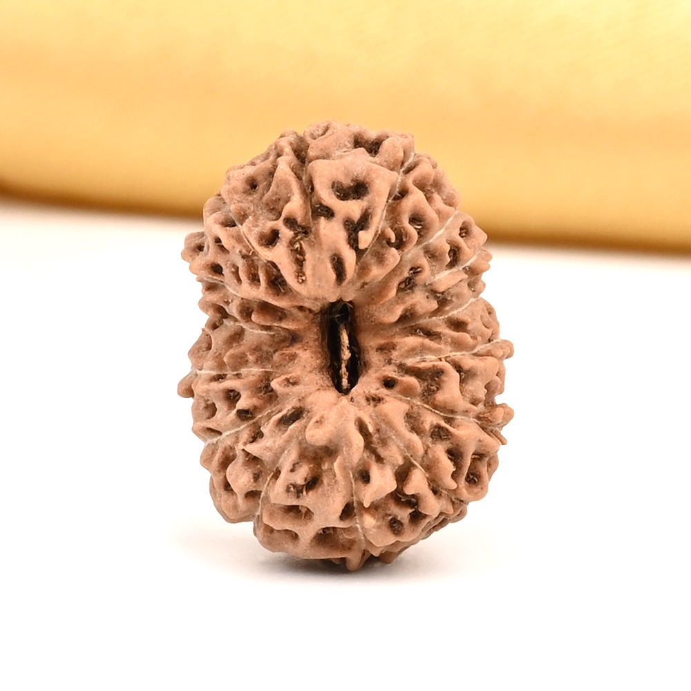 Collector 15 Mukhi from Java Indonesia - CXIII