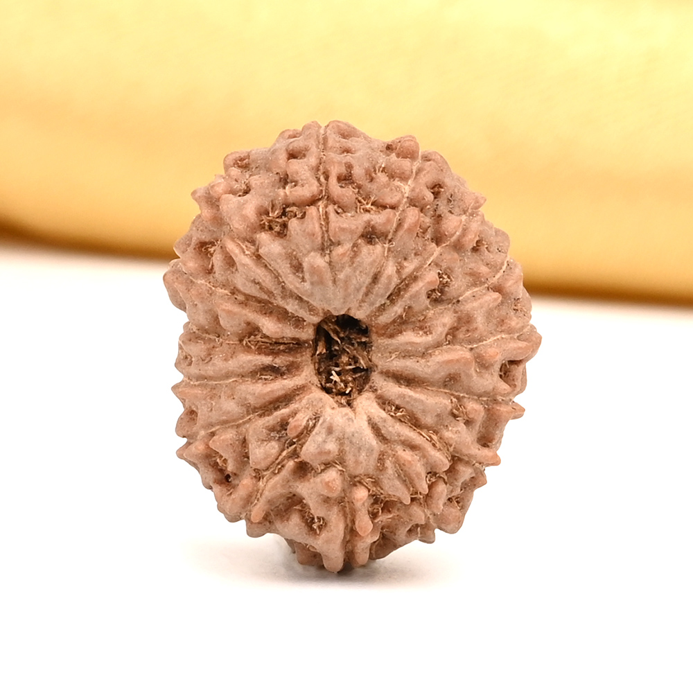 Collector 15 Mukhi from Java Indonesia - CXVI