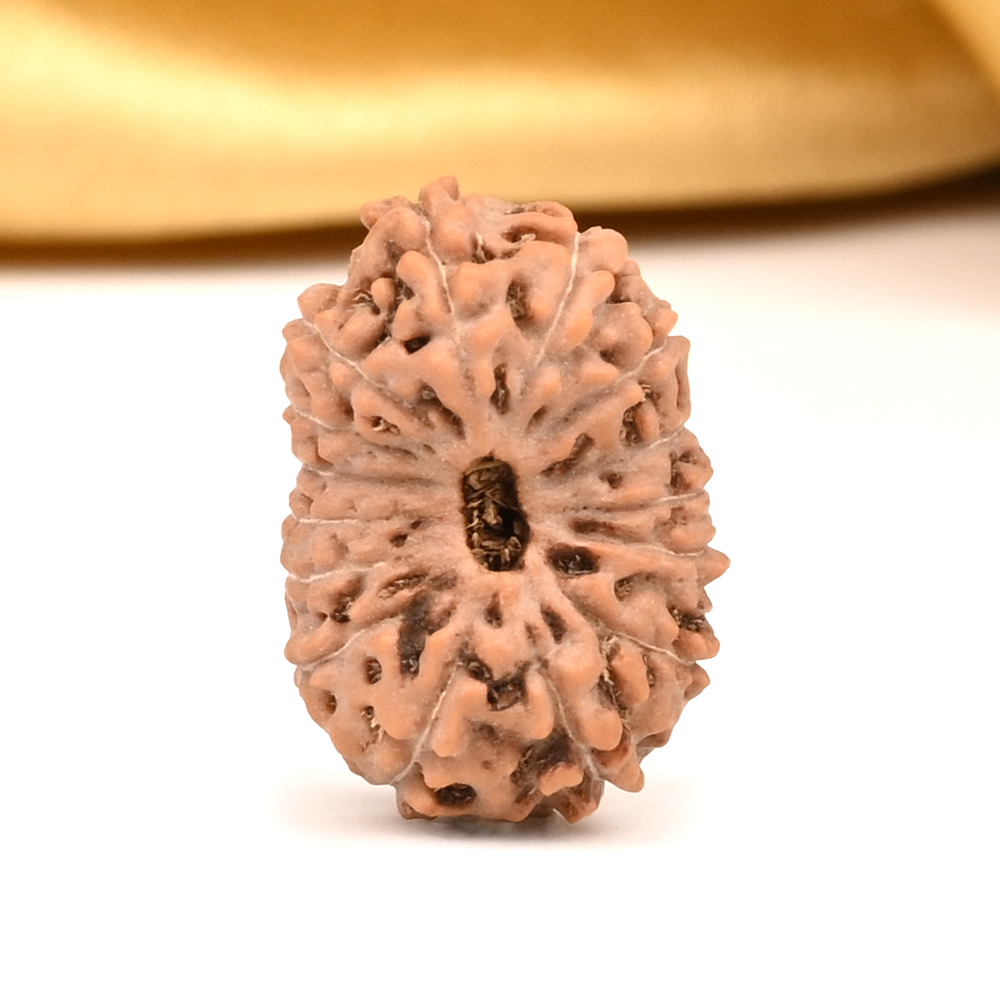 Collector 15 Mukhi from Java Indonesia - CXVIII