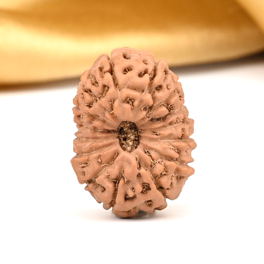 Collector 15 Mukhi from Java Indonesia - CXIX