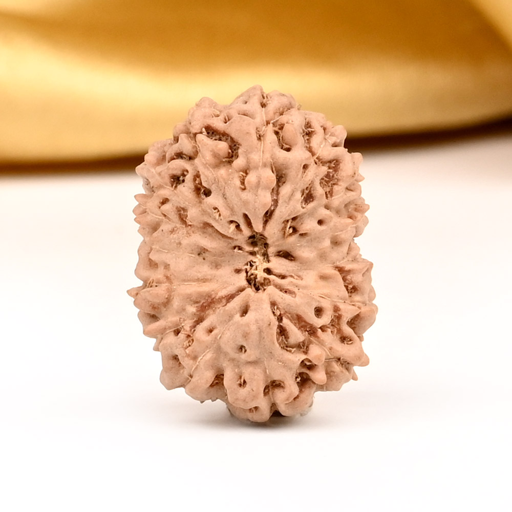 Collector 15 Mukhi from Java Indonesia - CIX