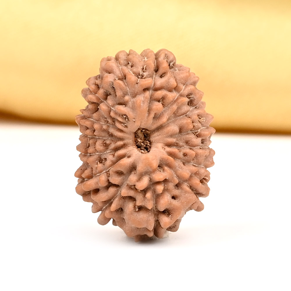 Super Collector 15 Mukhi from Java Indonesia - XIII