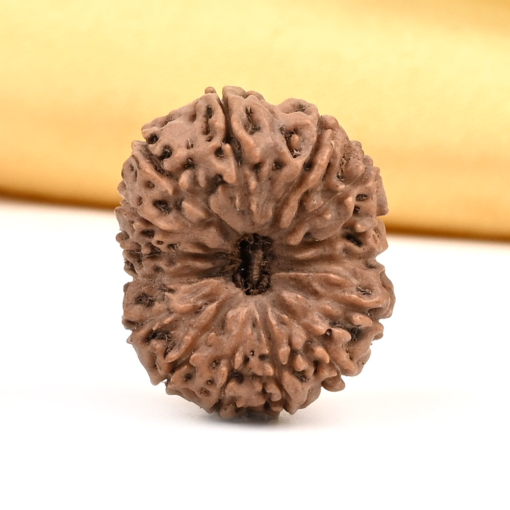 Super Collector 15 Mukhi from Java Indonesia - XIV