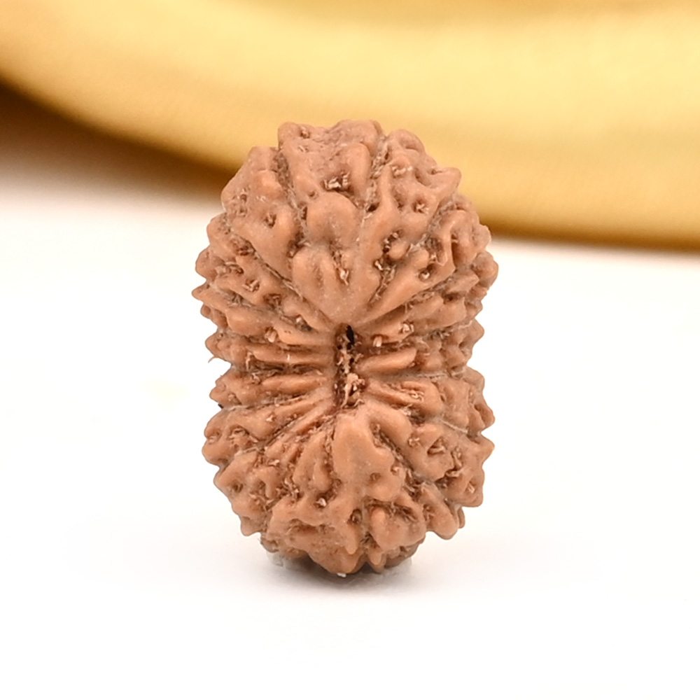 16 Mukhi from Java Indonesia Small - CXXXIX