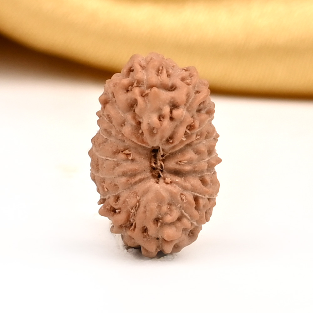 16 Mukhi from Java Indonesia Small - CXL