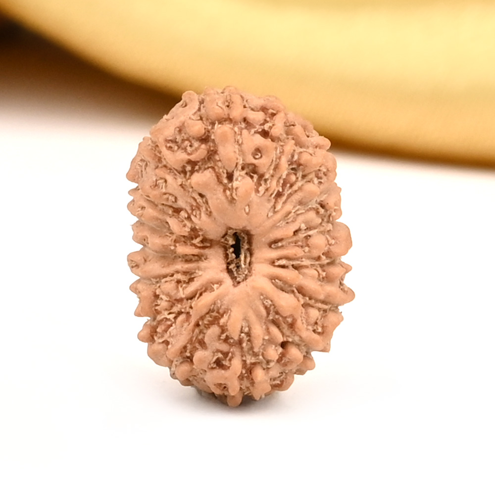 16 Mukhi from Java Indonesia Small - CXLI