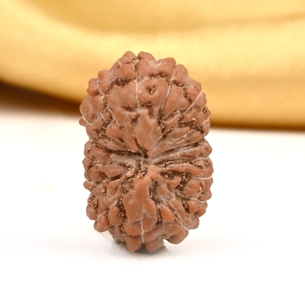 16 Mukhi from Java Indonesia Small - CXLII