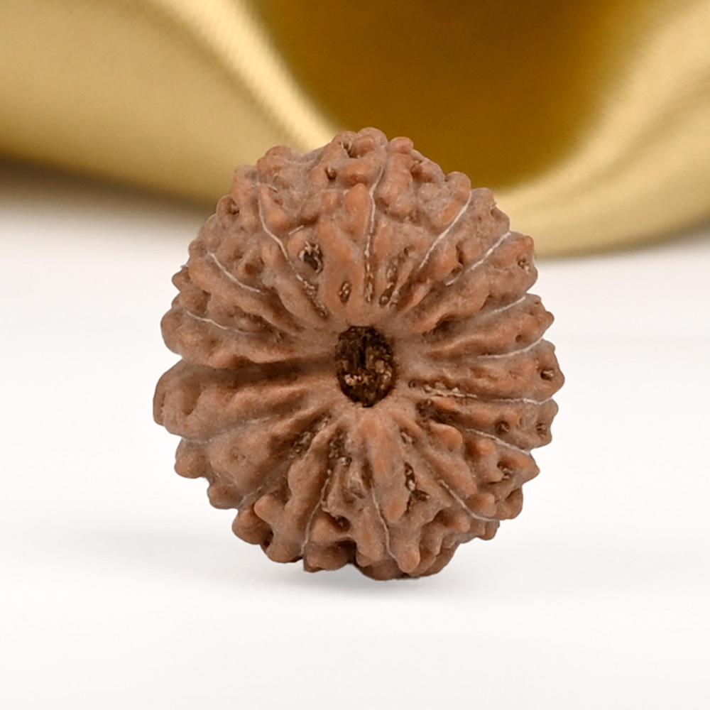 16 Mukhi from Java Indonesia - CCXXXII