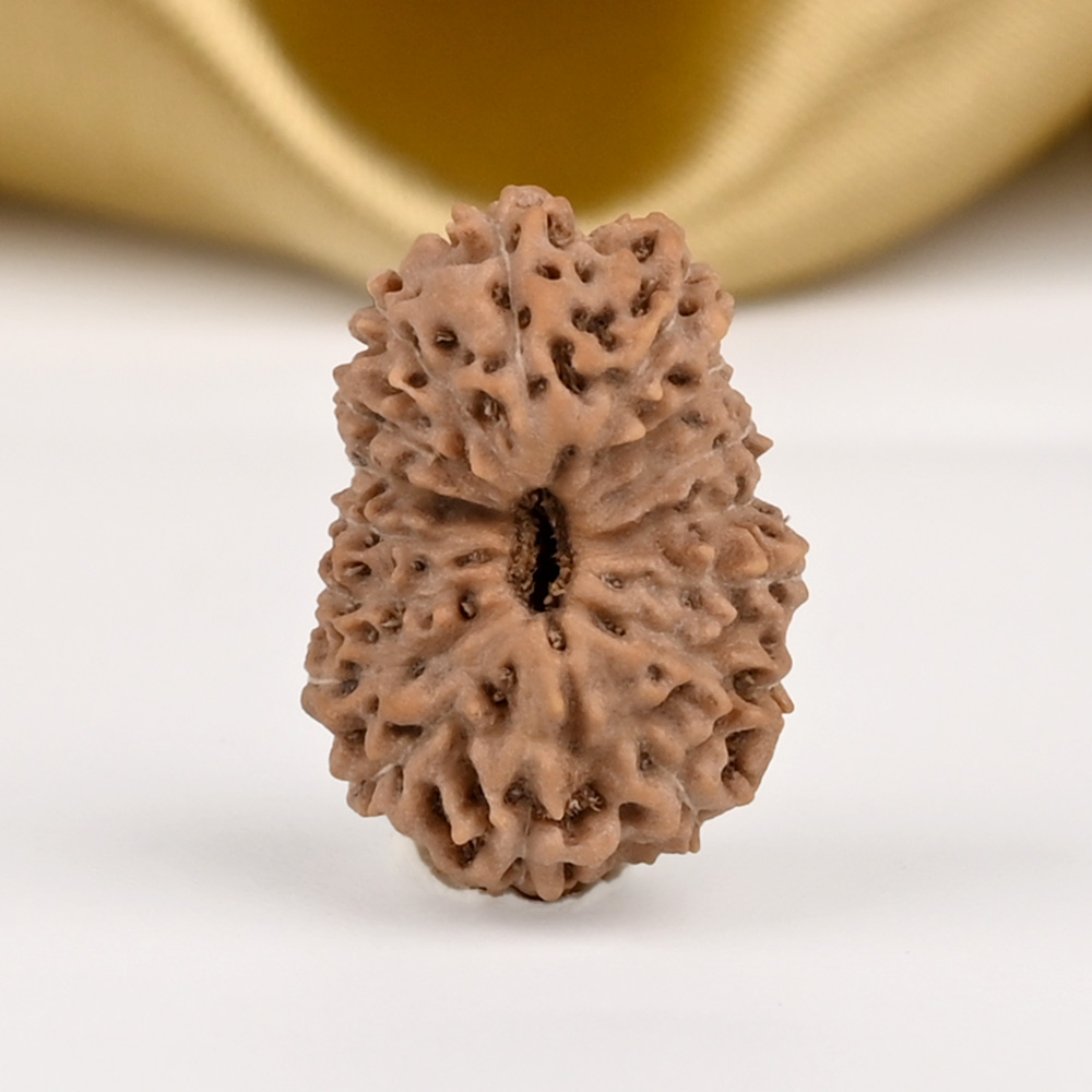 16 Mukhi from Java Indonesia - CCXXXIII